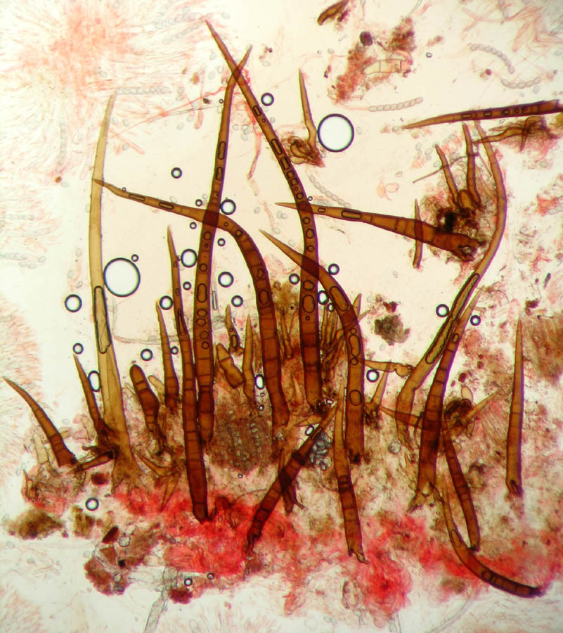 Scutellinia sp